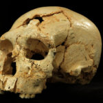 Ученые: неандертальцы эволюционировали постепенно
