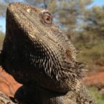 Из–за жары самцы австралийских ящериц становятся самками
