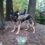 Система «Цербер» превращает военного пса в киборга