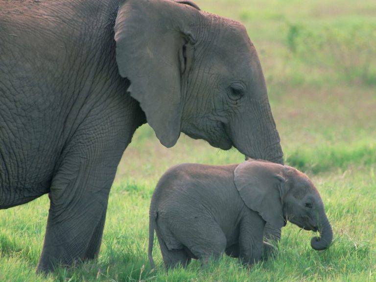 cute-little-african-baby-elephant-with-his-mother-pictures-wallpapers