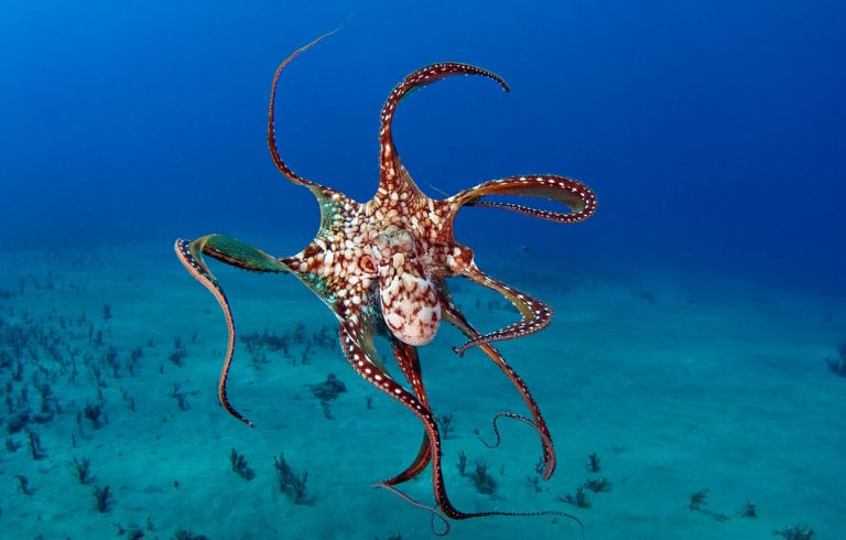 day-octopus