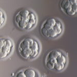 Набирает обороты практика «усыновления» и «удочерения» эмбрионов