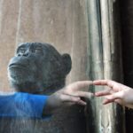 Руки людей оказались примитивнее конечностей шимпанзе