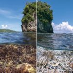Обесцвечивание и гибель кораллов грозят тотальным уничтожением Большого Барьерного рифа