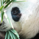 В пандах ученые заподозрили скрытых хищников