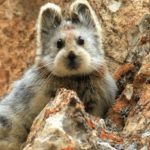 В горах Тянь-Шаня удалось снять  «волшебного кролика»