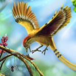 Палеонтологи нашли прародину всех современных птиц