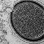Найденный в сибирской мерзлоте вирус насторожил ученых