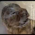 В Якутии найдены прекрасно сохранившиеся останки пещерного льва