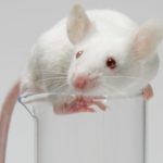 В слезах мышат найдена встроенная защита от педофилии