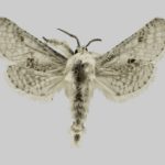 На аукционе eBay продается право дать название новому виду насекомых
