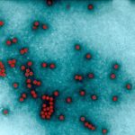 Ученые: вакцина не спасет от нового штамма вируса полиомиелита