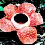 Обнаруженный редкий цветок-паразит напомнил ученым о фильме «Аватар»