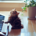 Ученые из США «написали» музыку для кошек
