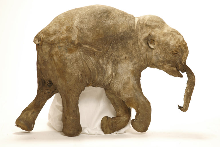 short-lives-violent-deaths-two-ct-scanned-siberian-mammoth-calves-yield-trove-of-insights-Lyuba-orig-20140708