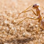 В самую смертельную жару муравьев спасают от гибели серебристые волоски