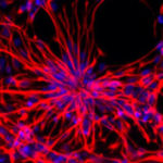 Получены новые стволовые клетки без химических стимуляторов