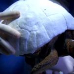 Ветеринары поместили обгоревшую черепаху в 3D-панцирь