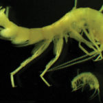 Исследование: креветки могут оживать после глубокой заморозки