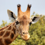 Ученые: Развитие длинной шеи жирафа связано с мощным сердцем