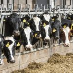 Использование антибиотиков в животноводстве усиливает глобальное потепление
