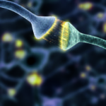 Микротрубочкам отвели роль «руля нейронов» в зарождающемся мозге