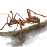 Палеонтологи открыли первый вид муравьев с «рогами»
