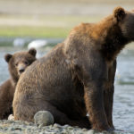 Медведицы «прикрываются» людьми для защиты своего потомства