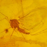 Древние насекомые создавали экзоскелеты из трупов врагов