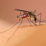 Анатомия комариного укуса: для чего «кровососам» нужны шесть иголок