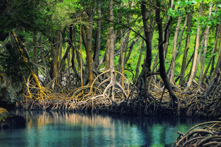 dominican_republic_los_haitises_mangroves