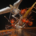 Бабочки оказались способны на предательство муравьев