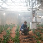 Выращенные «марсианские» овощи признали съедобными