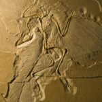 Что могут рассказать об эволюции 10 древнейших ископаемых