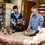Российские исследователи открыли новый вид динозавра