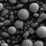 Аллергию на пыльцу связали с изменениями в мозге