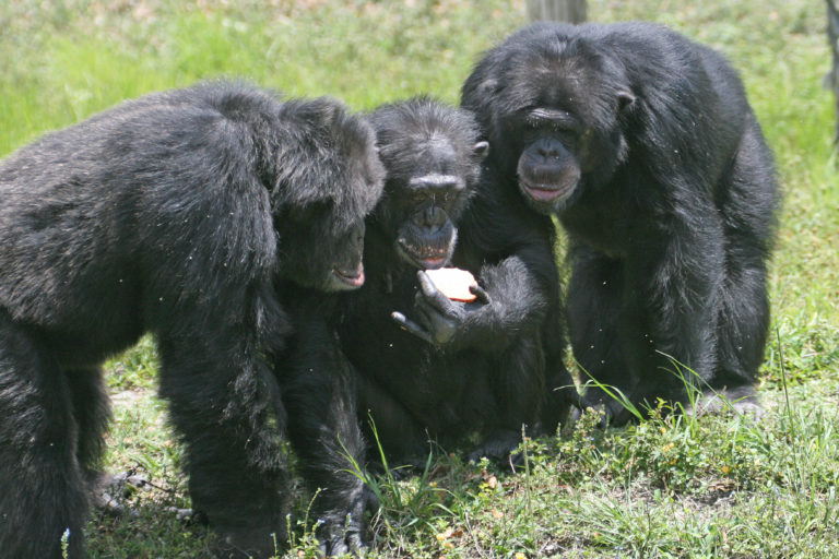 three_chimpanzees_with_apple