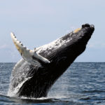 Благодаря потеплению в Арктику возвращаются киты