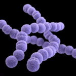 Биохимики приблизились к вакцине против «плотоядной бактерии»