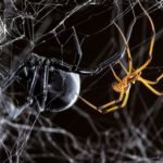 Секс с «несовершеннолетними» позволяет паукам выжить