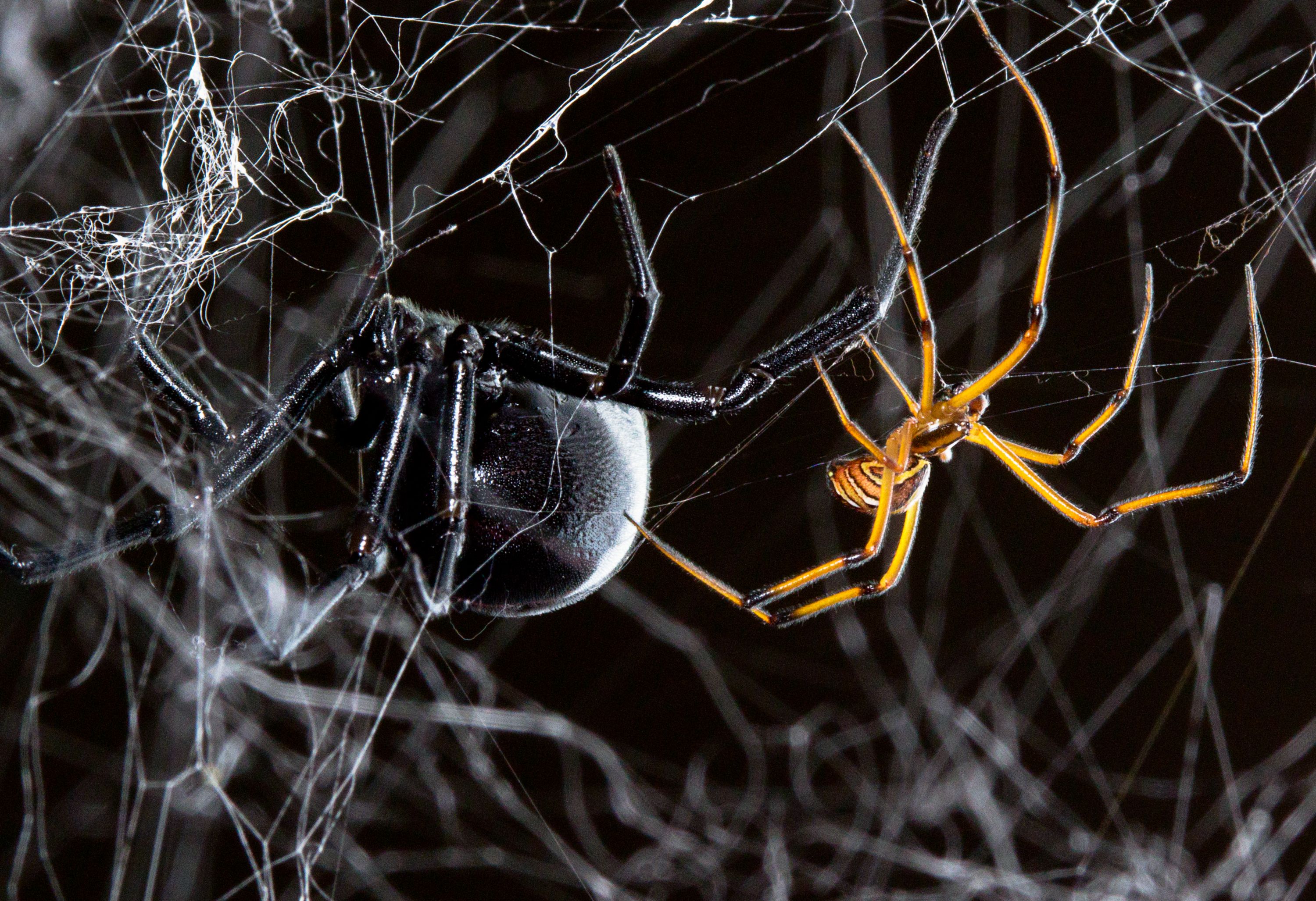 Чёрная мамба паук фото