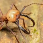 Геном муравьев раскрыл происхождение Панамского перешейка