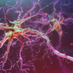 Биологи научились люминесценции нейронных ансамблей