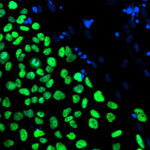 Биологи научились помечать клеточные линии «штрихкодами»