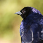 Птицы-паразиты оказались расчетливыми «маньяками»