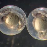 Биологи научились измерять консистенцию эмбрионов