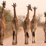 Жирафы могут вымереть к концу века