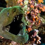 Жестокий подводный бой: мурена против осьминога