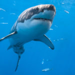У акул и скатов нашли противораковые гены
