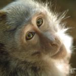 Ученые «внедрили» обезьянам самосознание